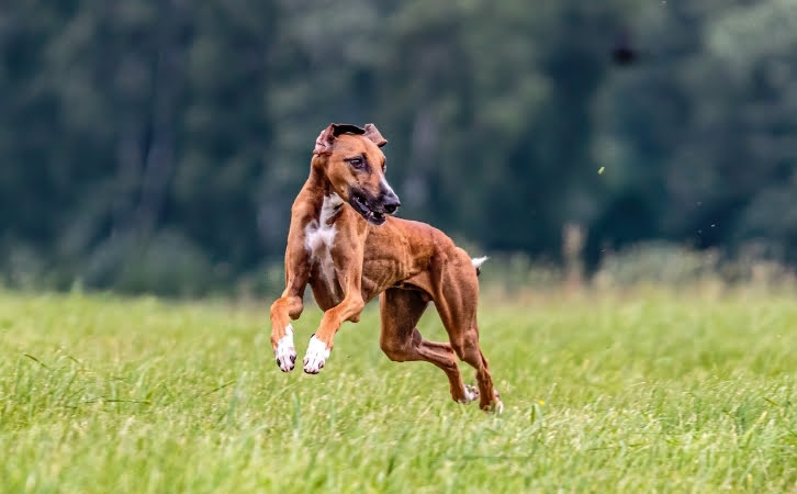 Kenyan dog breeds