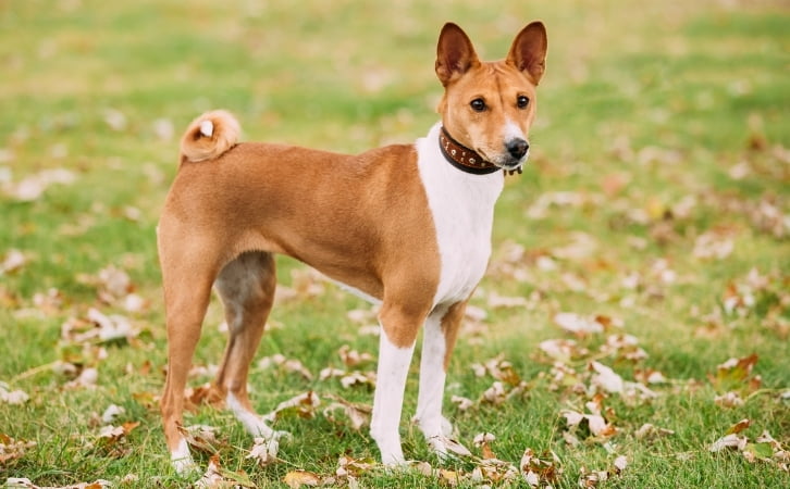 Kenyan dog breeds