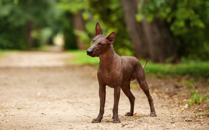 Ghana dog breeds