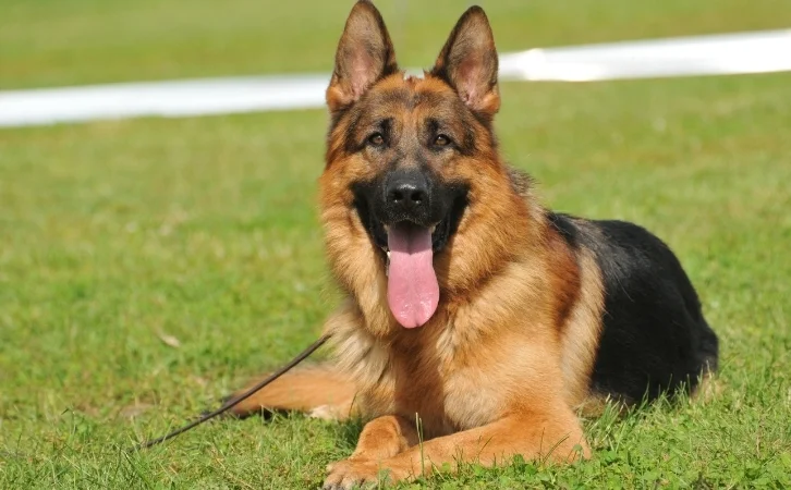 Guyana dog breeds