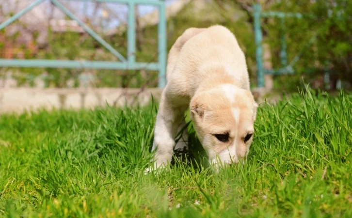 Mongolian dog breeds