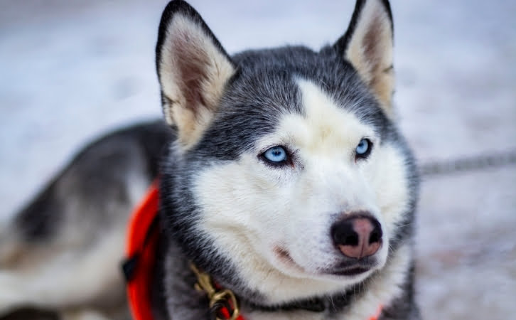 Native ‎latvian Dog Breeds 