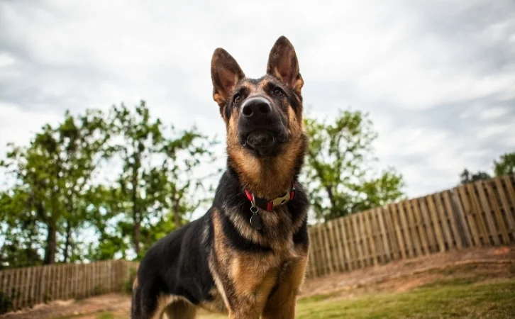 Macau dog breeds