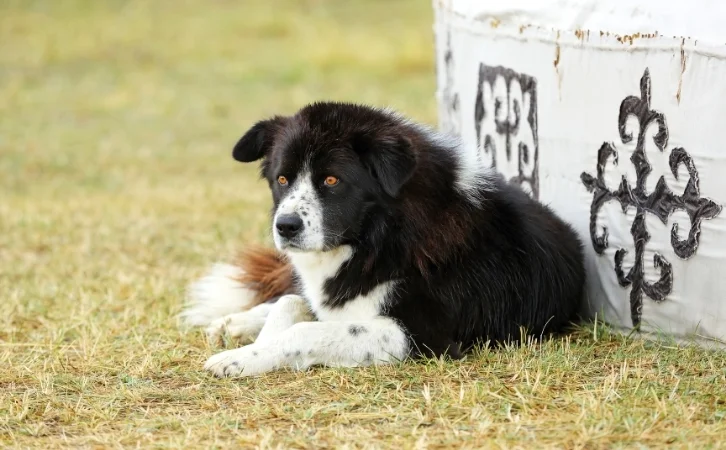 Mongolian dog breeds