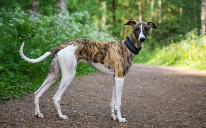Mongolian dog breeds