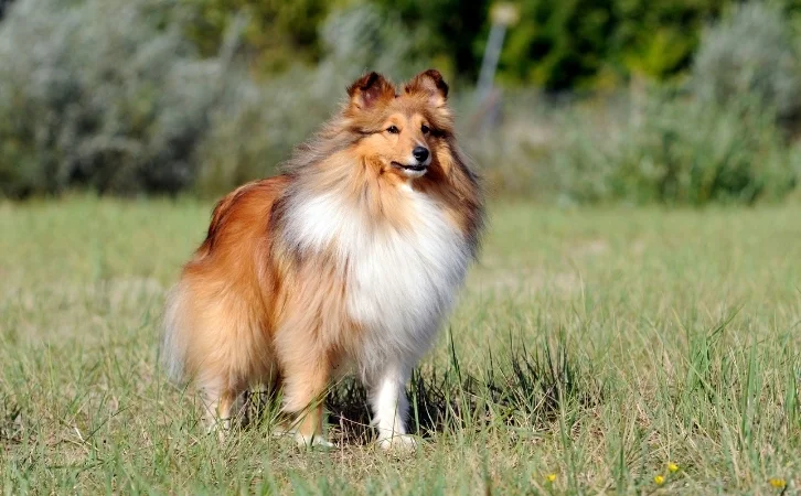 Mongolian dog breeds