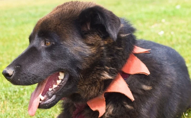 Mongolian dog breeds