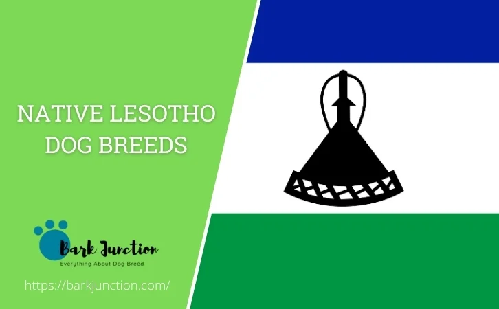 Native Lesotho dog breeds