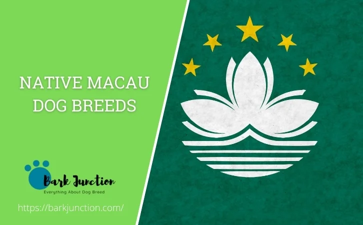 Native Macau dog breeds