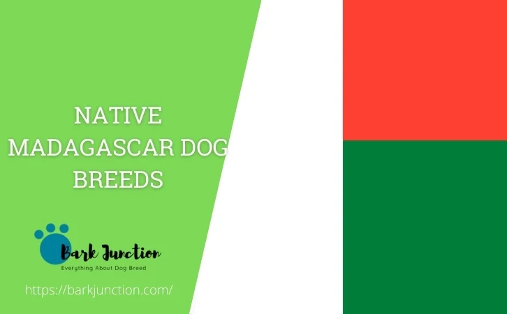 Native Madagascar dog breeds