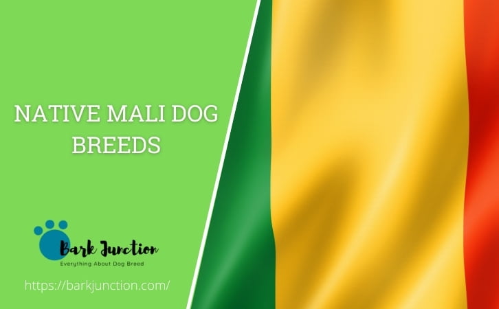 Native Mali dog breeds