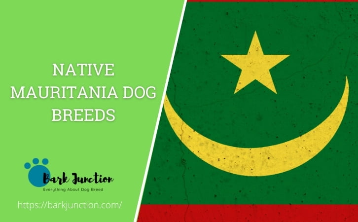 Native Mauritanian dog breeds
