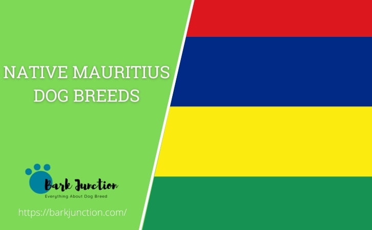 Native Mauritius dog breeds