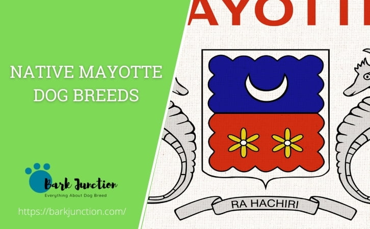 Native Mayotte dog breeds