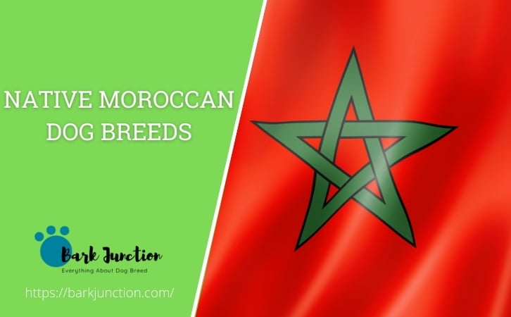 Native Moroccan dog breeds