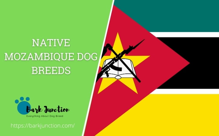Native Mozambique dog breeds