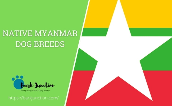Native Myanmar dog breeds