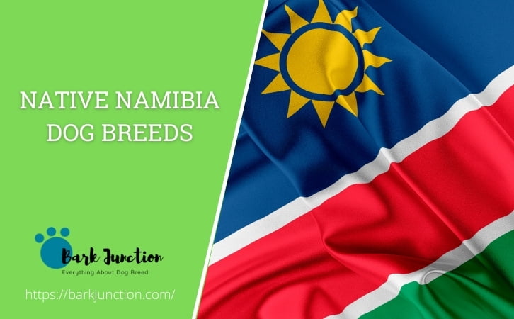 Native Namibia dog breeds