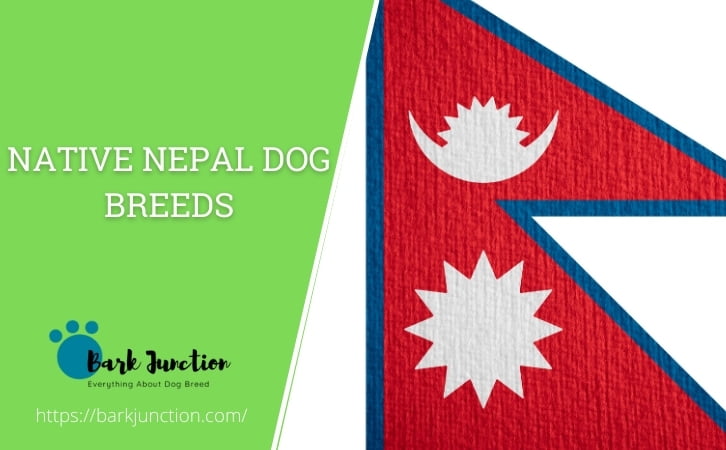 Native Nepal dog breeds