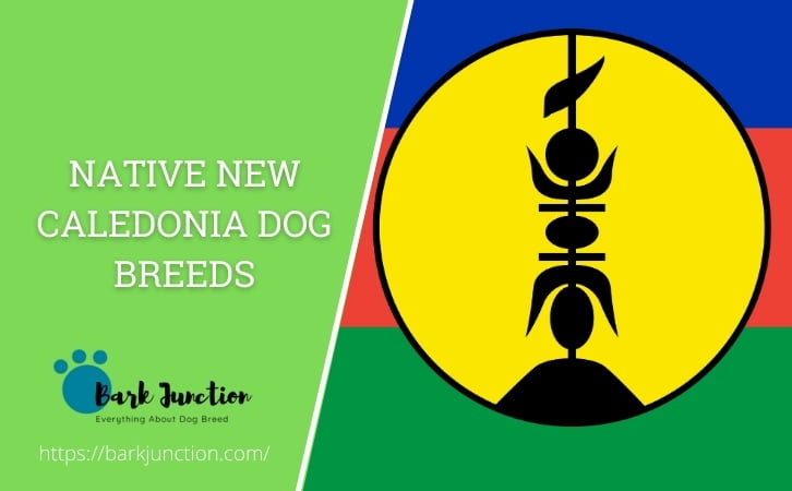 Native New Caledonia dog breeds