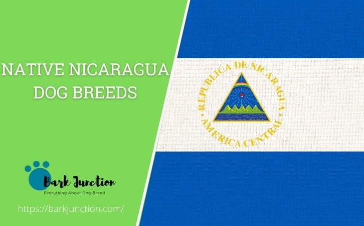 Native Nicaragua dog breeds