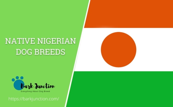 Native Nigerian dog breeds