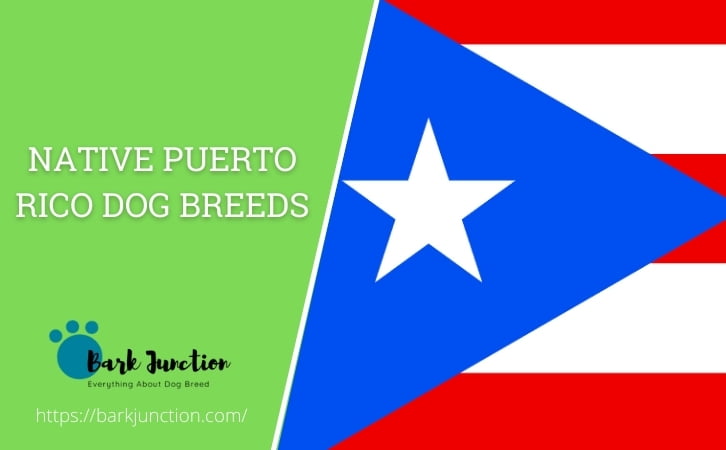 Native Puerto Rico dog breeds