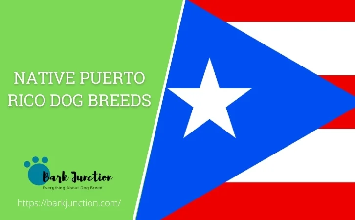 Native Puerto Rico dog breeds | All dogs of Puerto Rico | Dog breeds ...