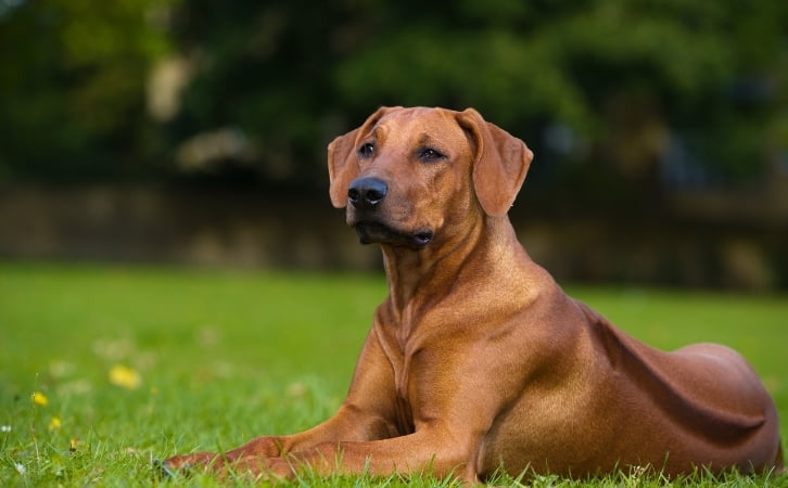 Pitcairn Island dog breeds