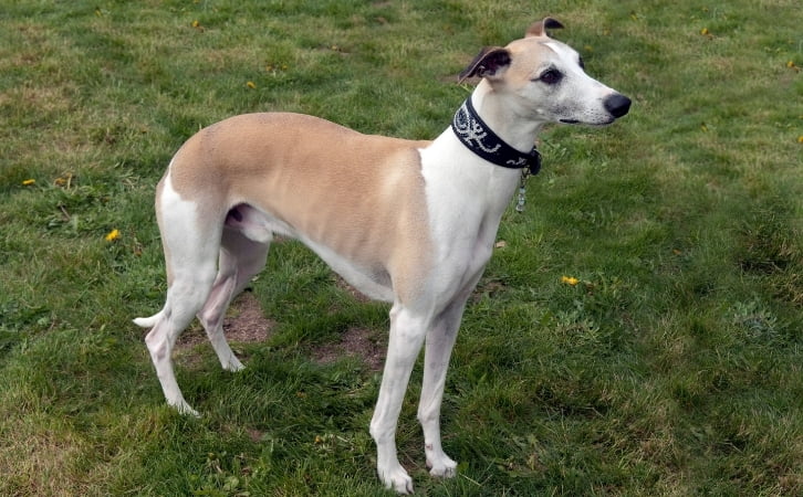Qatar dog breeds