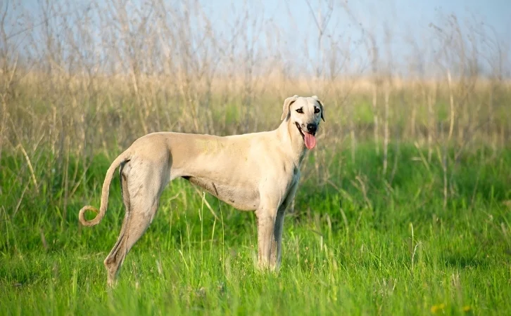 Moroccan dog breeds