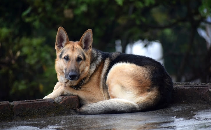 Native Lebanon dog breeds