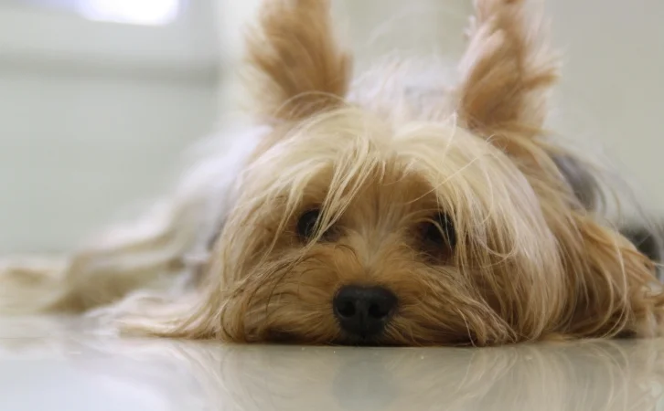Madagascar dog breeds