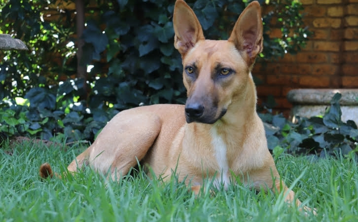 South African dog breeds