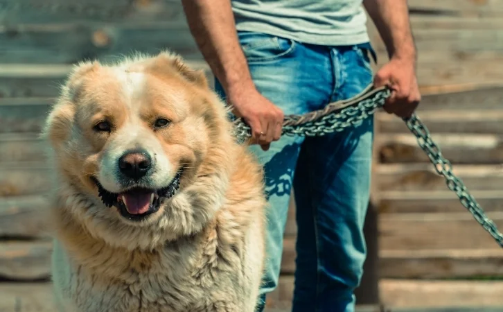 Uzbekistan dog breeds