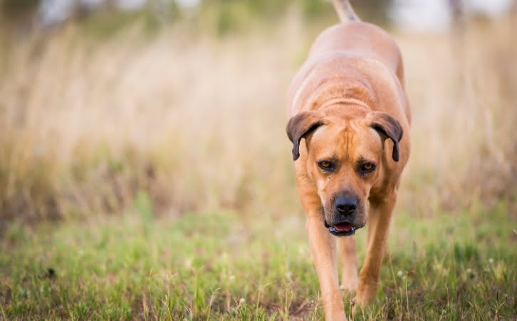 South African dog breeds