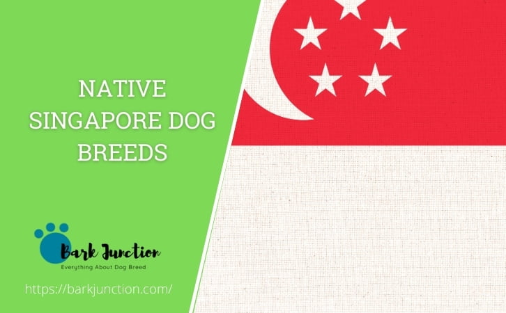 Native Singapore dog breeds