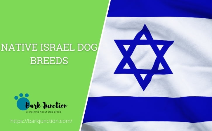 Native Israel Dog Breeds