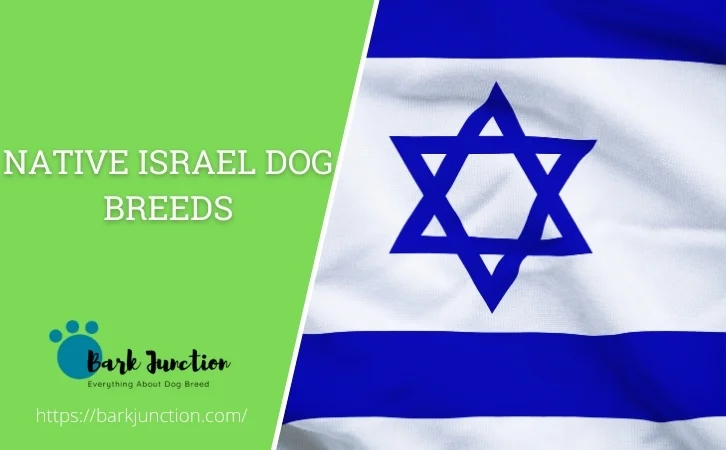 Native Israel Dog Breeds