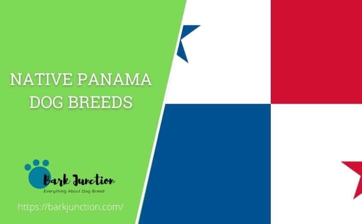 Native Panama dog breeds