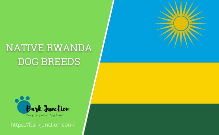 Native Rwanda dog breeds