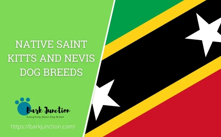 Native Saint Kitts and Nevis dog breeds