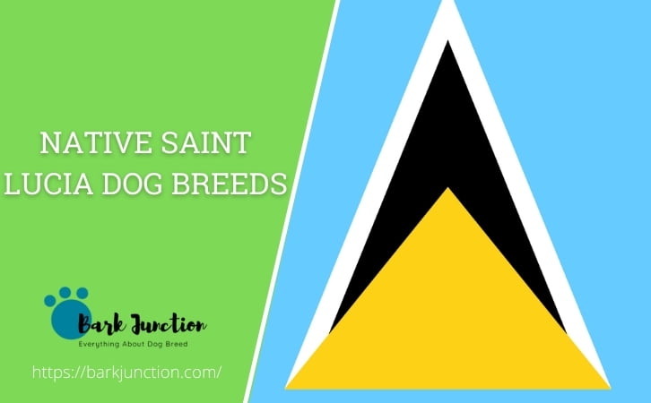 Native Saint Lucia dog breeds