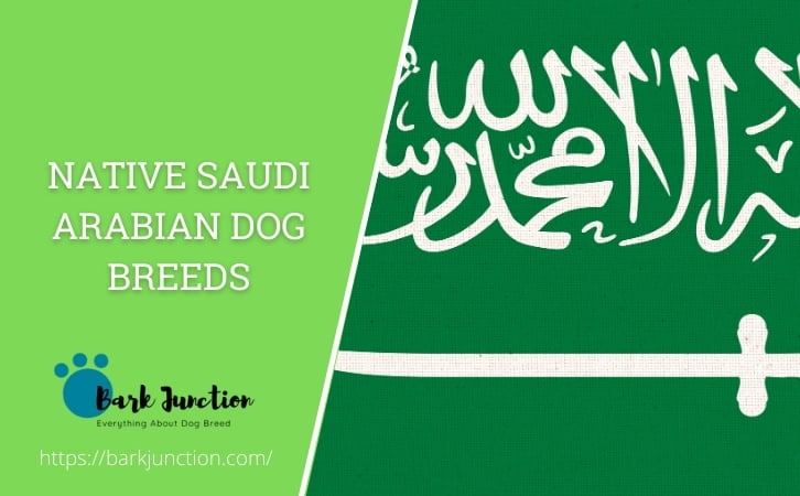 Native Saudi Arabian dog breeds