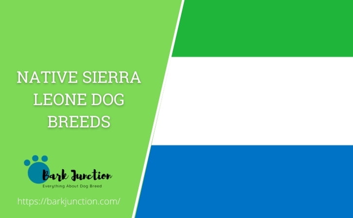 Native Sierra Leone dog breeds