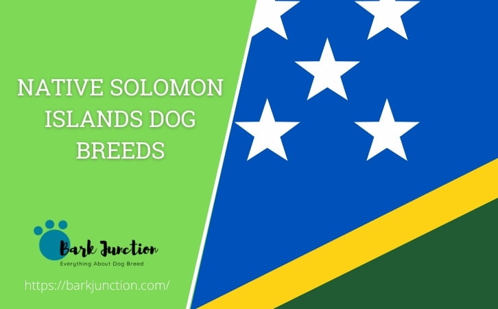 Native Solomon Islands dog breeds