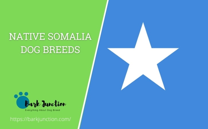Native Somalia dog breeds