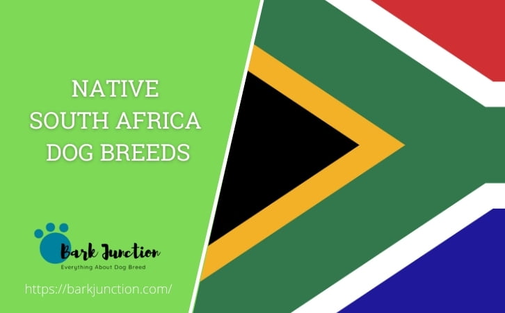 Native South African dog breeds