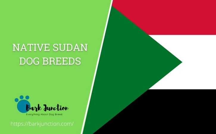 Native Sudan dog breeds
