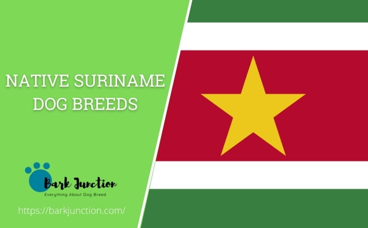 Native Suriname dog breeds